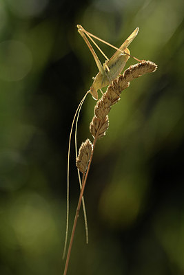 BUITEN BEELD Foto: 385079