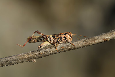 BUITEN BEELD Foto: 385080
