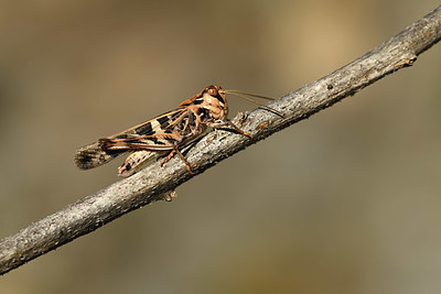 BUITEN BEELD Foto: 385081