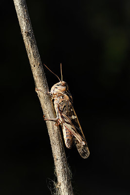 BUITEN BEELD Foto: 385084