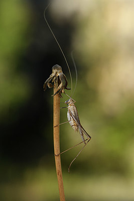 BUITEN BEELD Foto: 385085