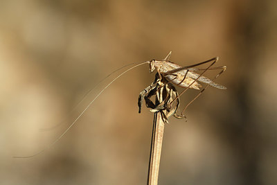 BUITEN BEELD Foto: 385086