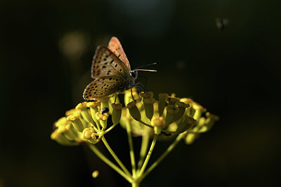 BUITEN BEELD Foto: 385090