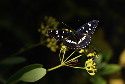 BUITEN BEELD Foto: 385098