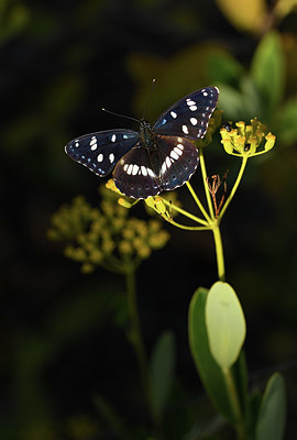 BUITEN BEELD Foto: 385099