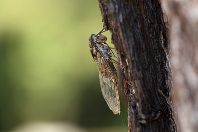 BUITEN BEELD Foto: 385110