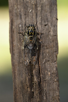 BUITEN BEELD Foto: 385111