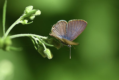 BUITEN BEELD Foto: 385122