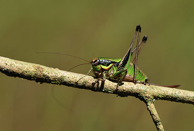 BUITEN BEELD Foto: 385124