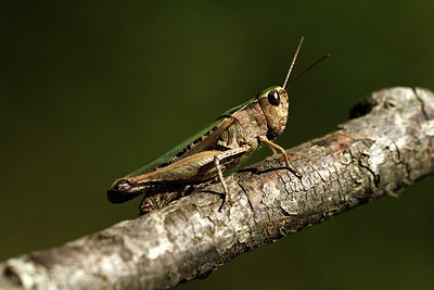 BUITEN BEELD Foto: 385136