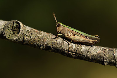 BUITEN BEELD Foto: 385137