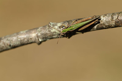 BUITEN BEELD Foto: 385142