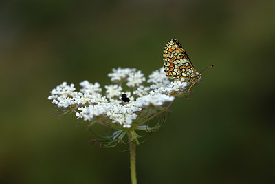 BUITEN BEELD Foto: 385145