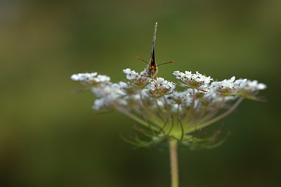 BUITEN BEELD Foto: 385146