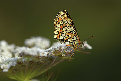 BUITEN BEELD Foto: 385147