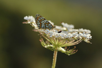 BUITEN BEELD Foto: 385148