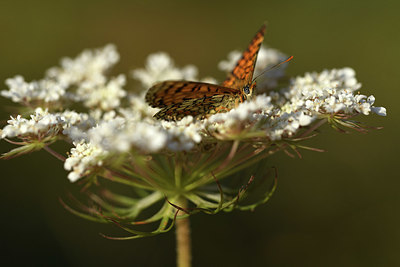 BUITEN BEELD Foto: 385151