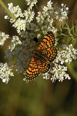 BUITEN BEELD Foto: 385152