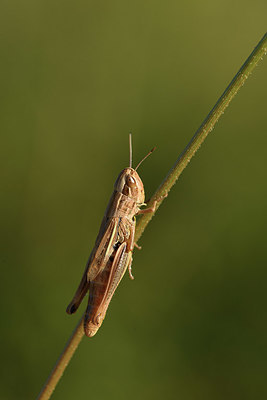 BUITEN BEELD Foto: 385153