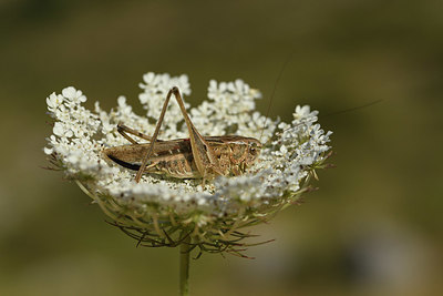 BUITEN BEELD Foto: 385155