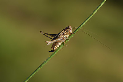 BUITEN BEELD Foto: 385156