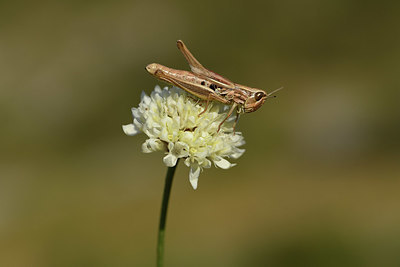 BUITEN BEELD Foto: 385158