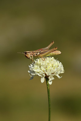 BUITEN BEELD Foto: 385160