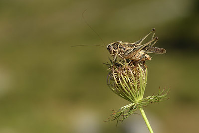 BUITEN BEELD Foto: 385162