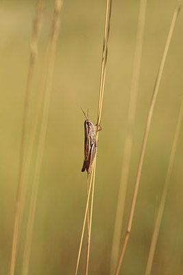 BUITEN BEELD Foto: 385164