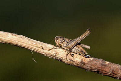 BUITEN BEELD Foto: 385167