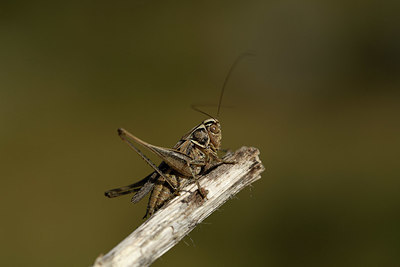 BUITEN BEELD Foto: 385169