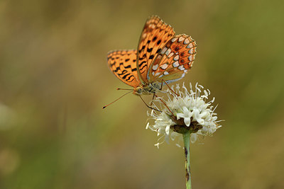 BUITEN BEELD Foto: 385170