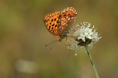 BUITEN BEELD Foto: 385171