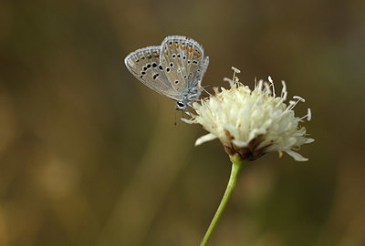 BUITEN BEELD Foto: 385172