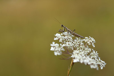 BUITEN BEELD Foto: 385175