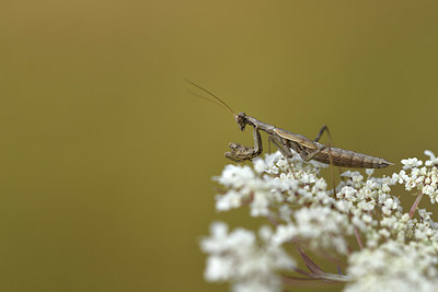 BUITEN BEELD Foto: 385176