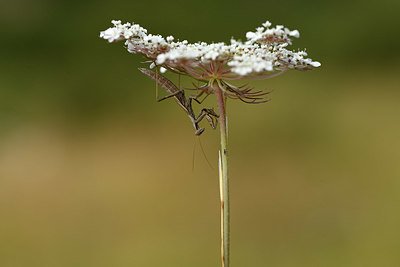 BUITEN BEELD Foto: 385178