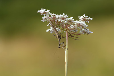 BUITEN BEELD Foto: 385179