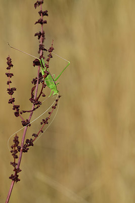 BUITEN BEELD Foto: 385180