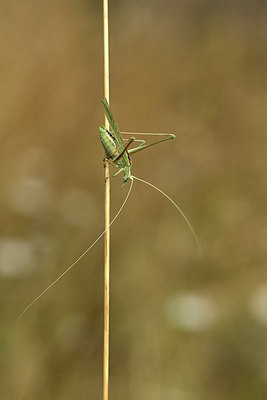 BUITEN BEELD Foto: 385182