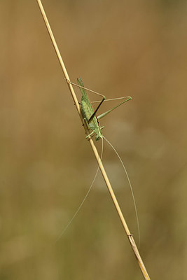 BUITEN BEELD Foto: 385183