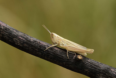 BUITEN BEELD Foto: 385188