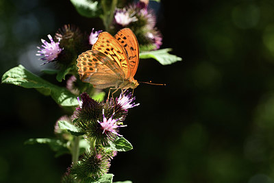 BUITEN BEELD Foto: 385195