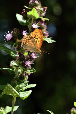 BUITEN BEELD Foto: 385196