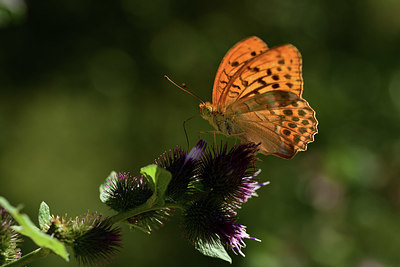 BUITEN BEELD Foto: 385197
