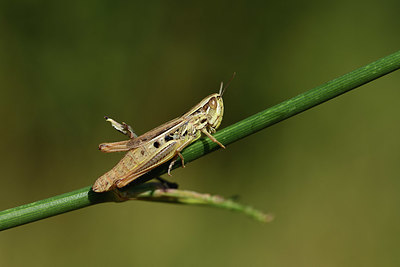 BUITEN BEELD Foto: 385198