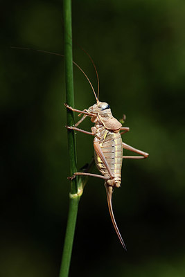 BUITEN BEELD Foto: 385200