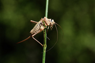 BUITEN BEELD Foto: 385201