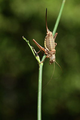 BUITEN BEELD Foto: 385202