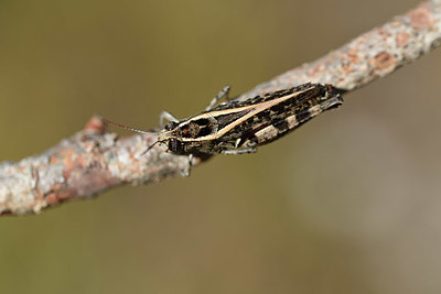 BUITEN BEELD Foto: 385206